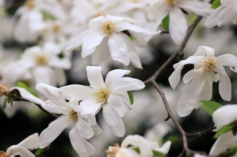 Šácholan Loebnerův (Magnolia Loebneri Spring snow)