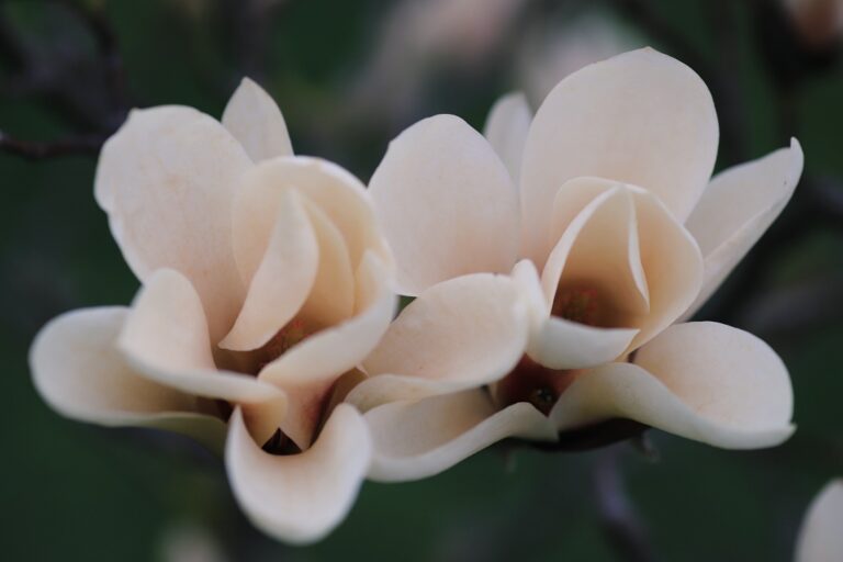 Šácholan (Magnolia Deliciatissima)