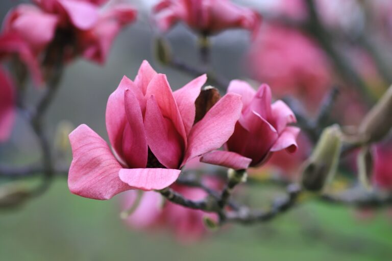 Šácholan (Magnolia Vulcan)