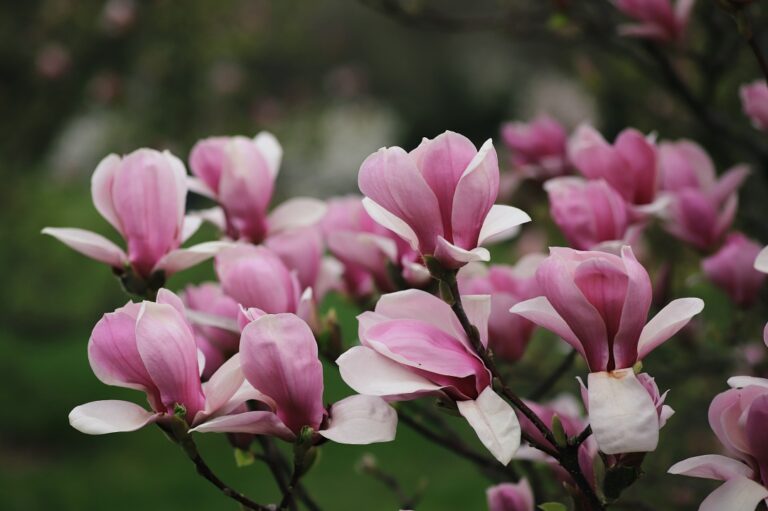 Šácholan (Magnolia Liliiflora "Heaven scent")