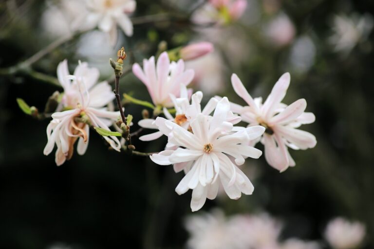 Šácholan hvězdovitý (Magnolia Stellata Chrysanthemiflora)
