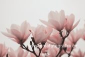 obraz na zeď, magnolie