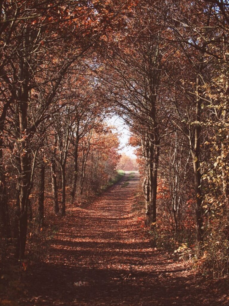 cesta podzimním loubím