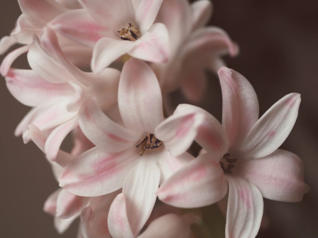 růžové květy hyacintu