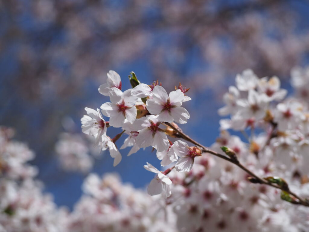 rozkvetlý jarní strom