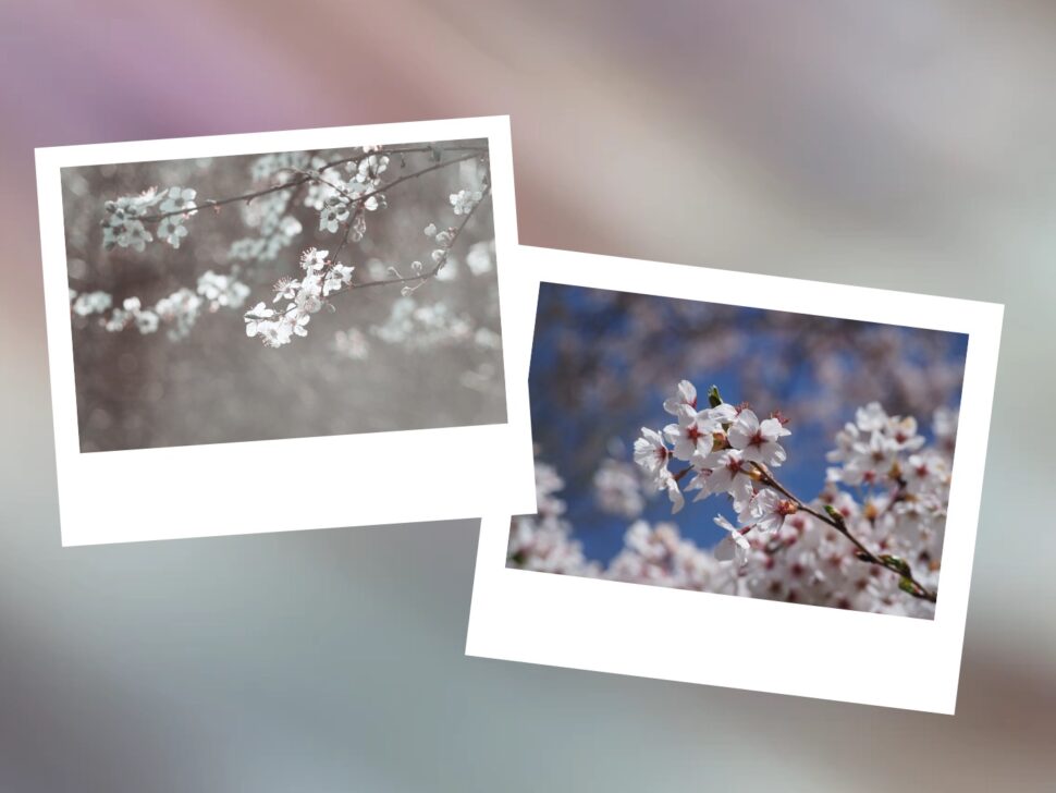 jarní květiny blog