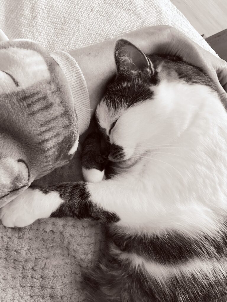 spící kocour v objetí