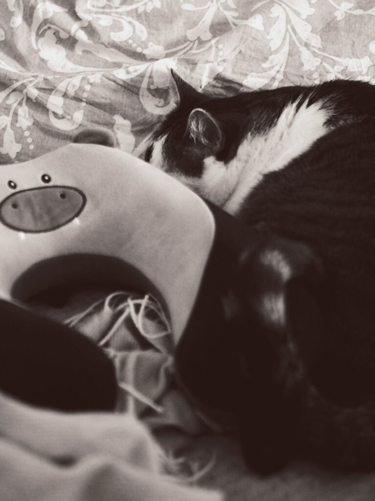 spící kocour a cestovní polštář