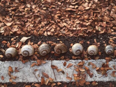 šnečí ulity a&nbsp;listy