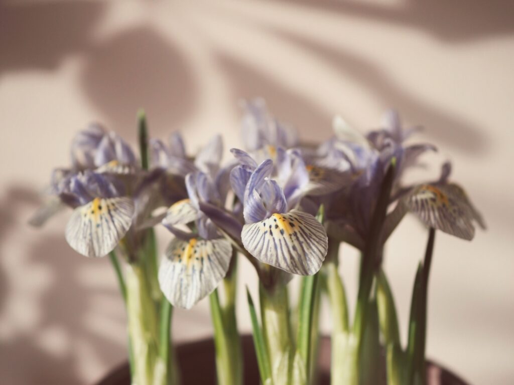 malé jarní kosatce v květináči