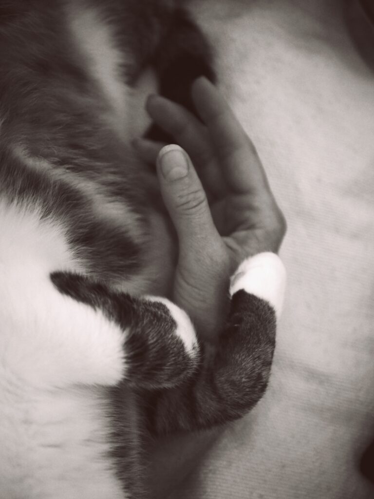 ruka a kočičí tlapky