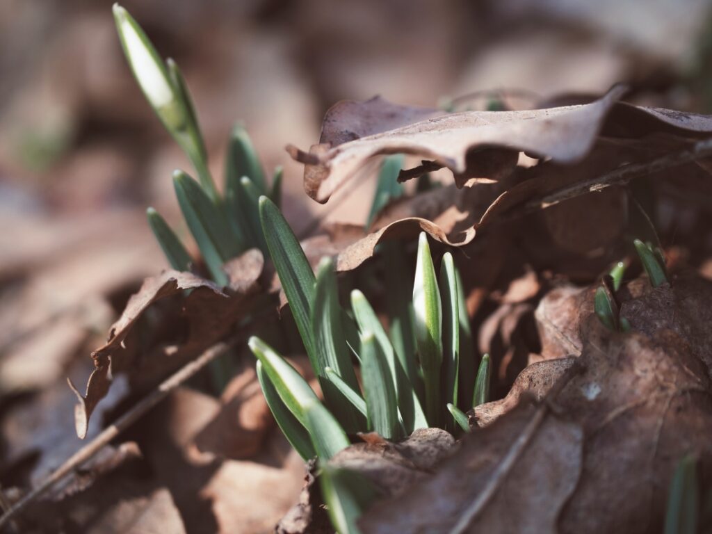 probouzející se sněženky