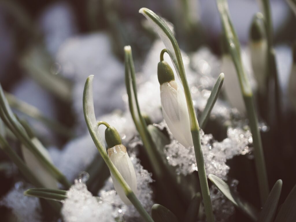 sněženky ve sněhu