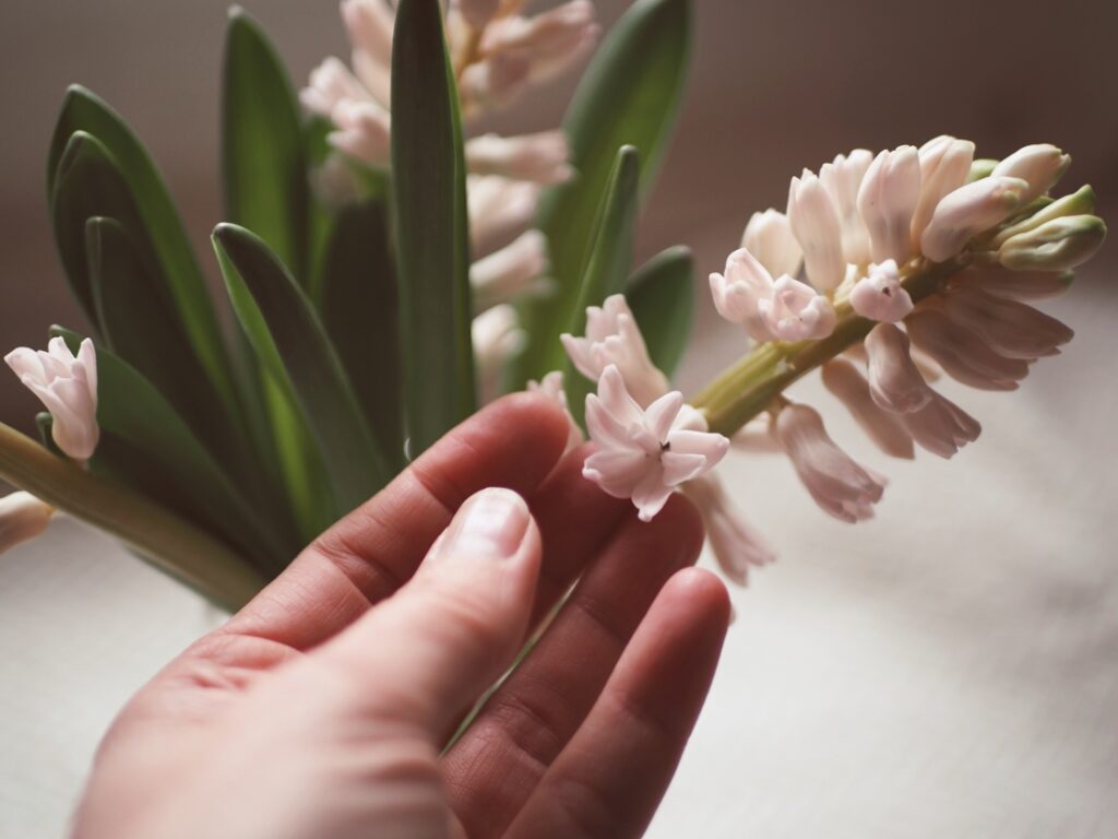 dotek kvetoucího hyacintu