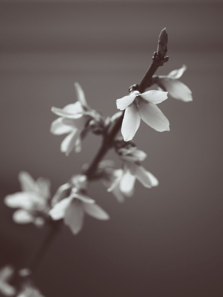 černobílý detail květu zlatice