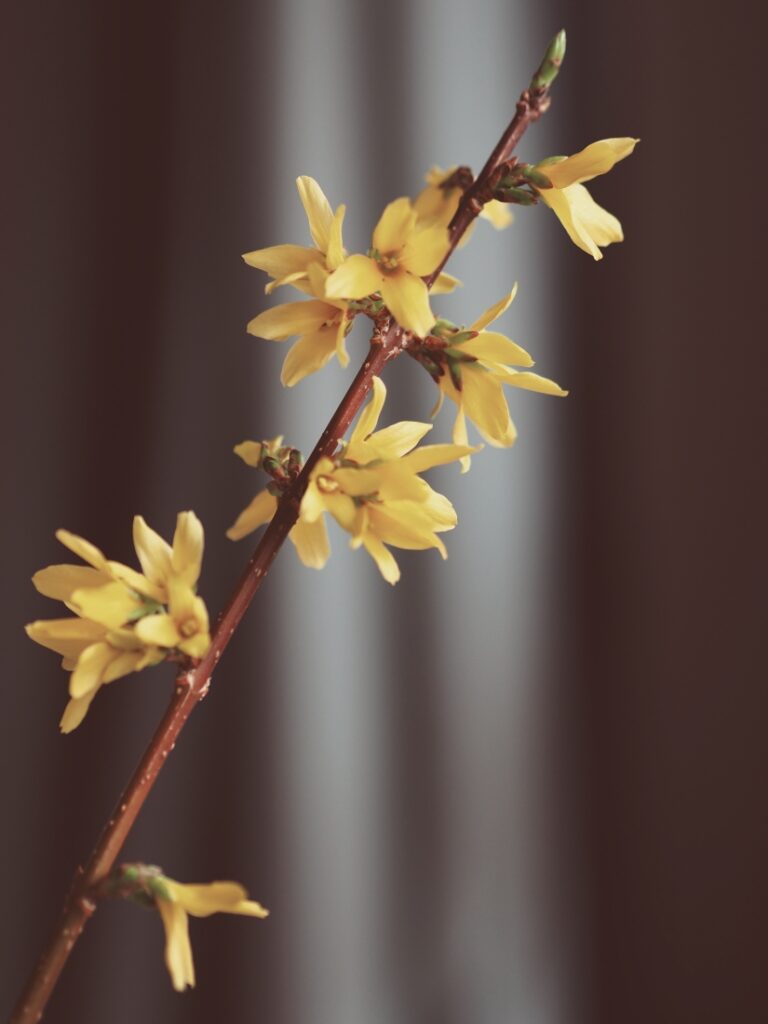 detail žlutého květu zlatice