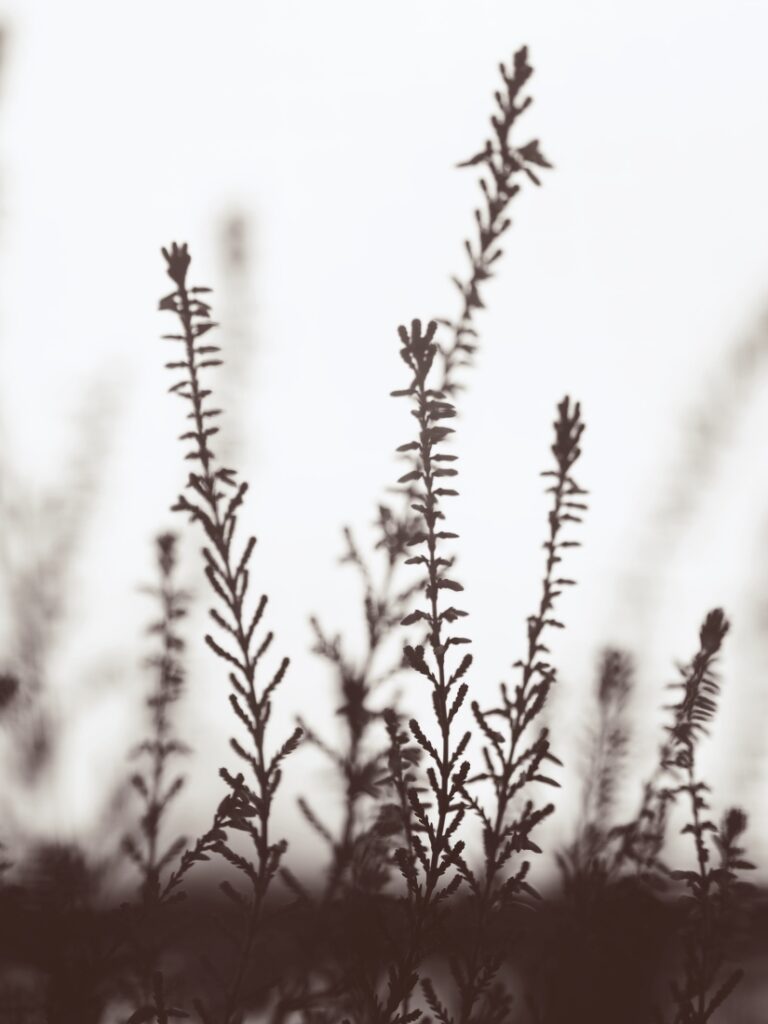 větvičky vřesu detail černobílý