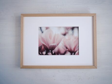 magnolie obraz na zeď