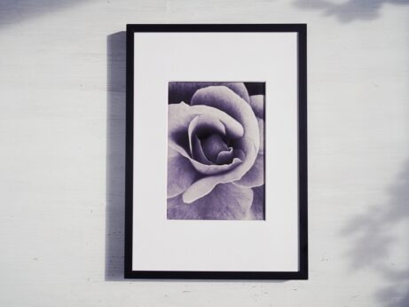 černobílá růže v rámu