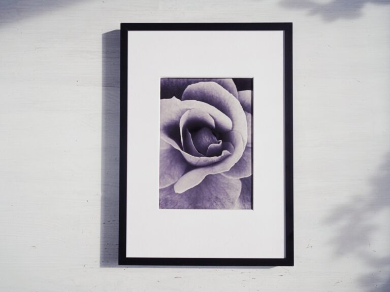 černobílá růže v&nbsp;rámu