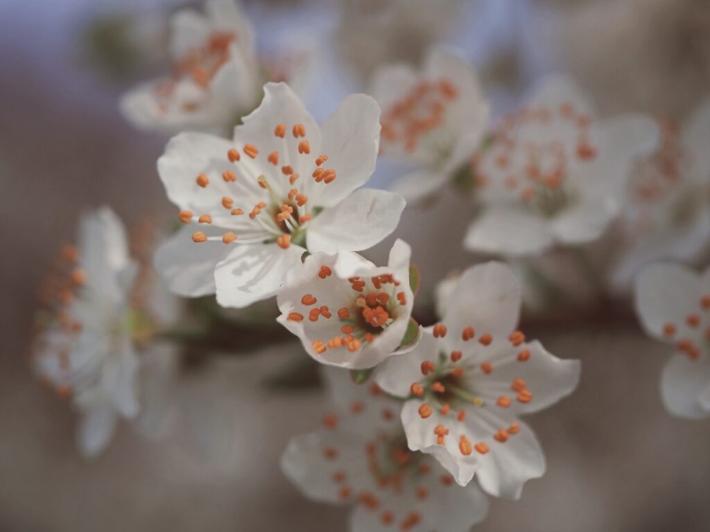 bílé jarní květy