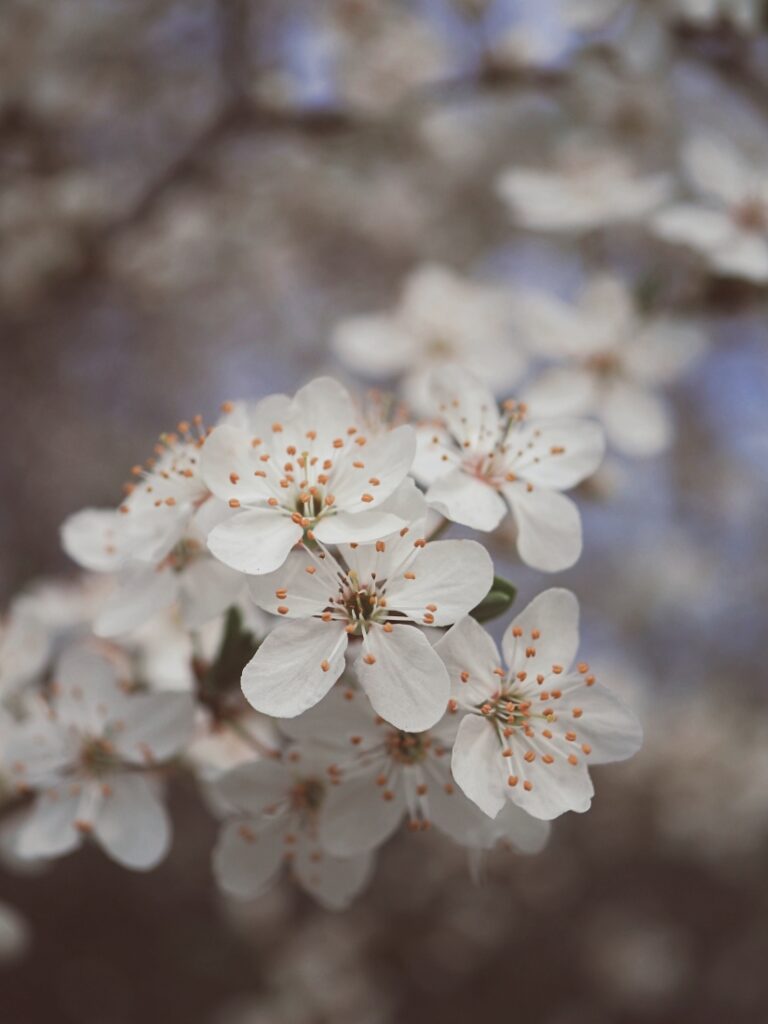 bílé jarní květy