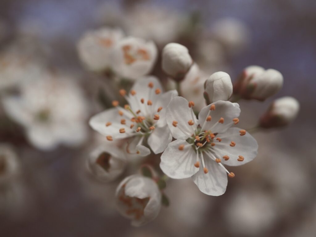 bílé jarní květy