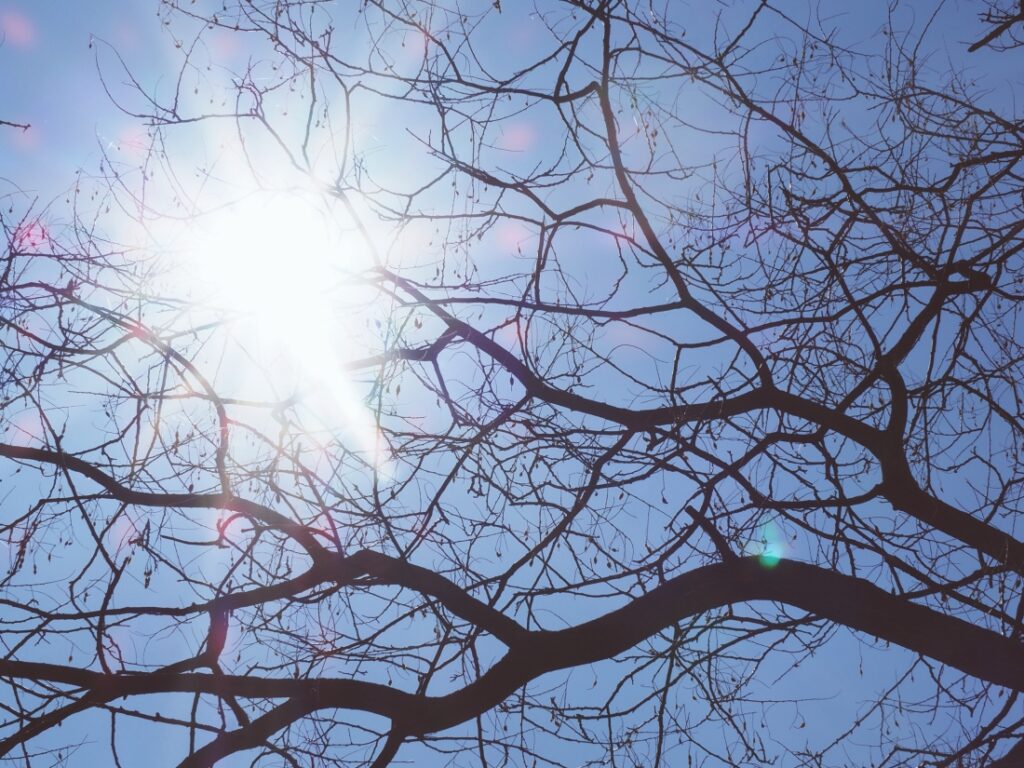 jarní slunce a větve stromu