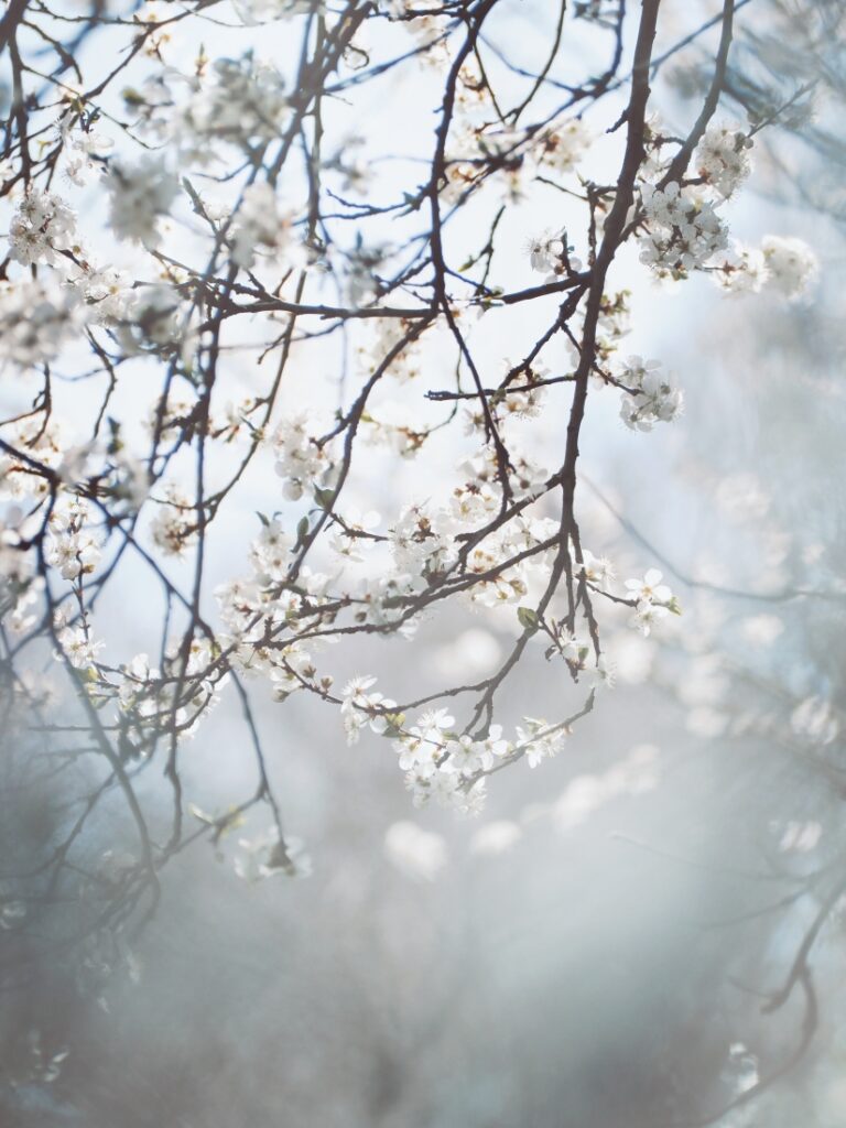 jarní rozkvetlý strom