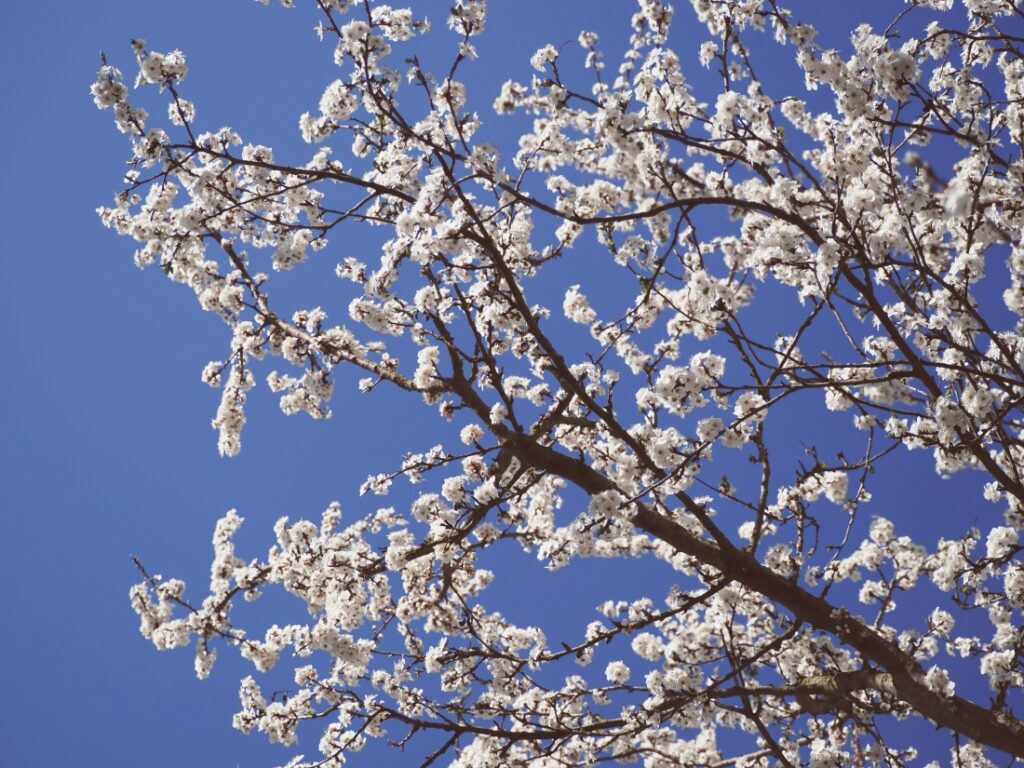 jarní rozkvetlý strom