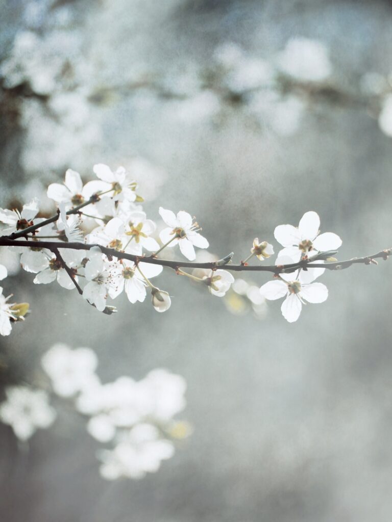 jarní rozkvetlý strom