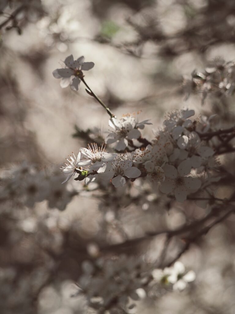 jarní rozkvetlý strom