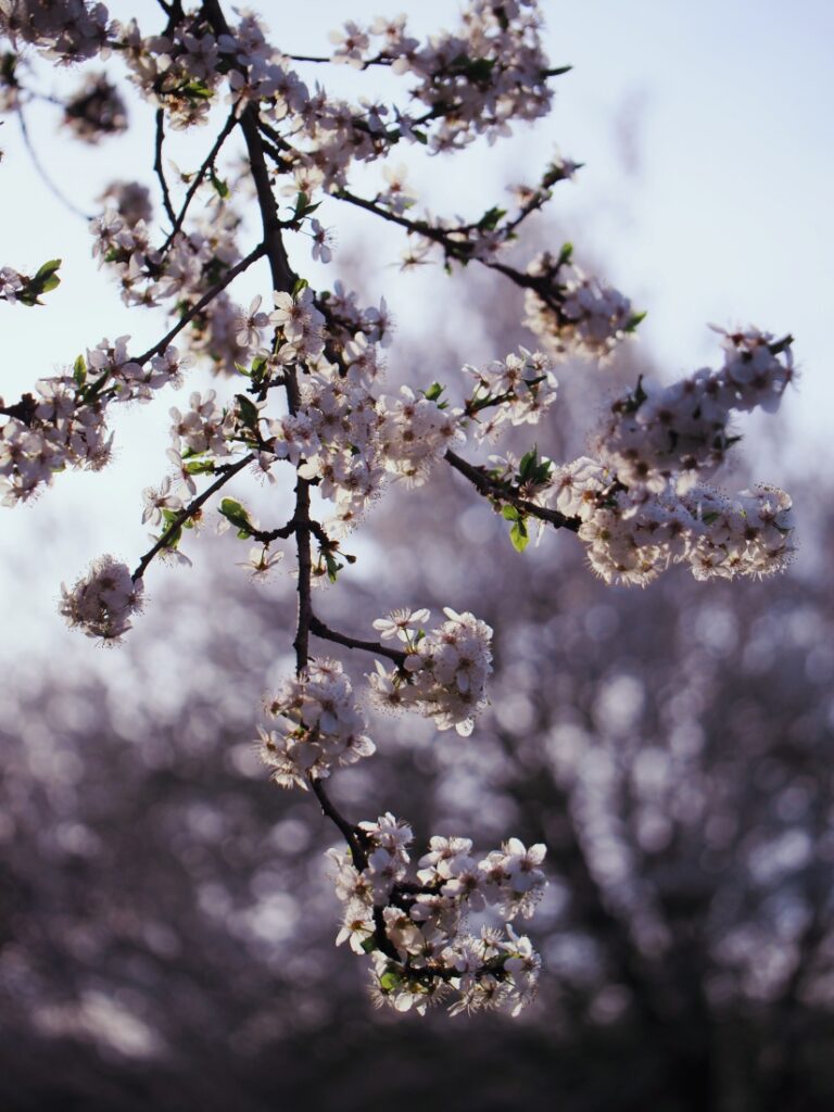 jarní růžový rozkvetlý strom