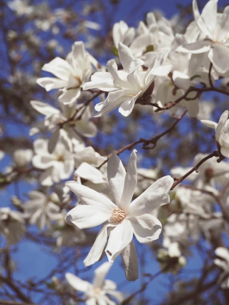 bílé magnólie