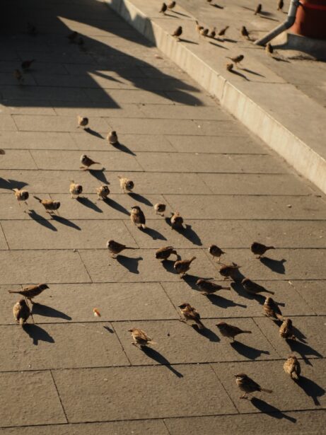 hejno ptáčků na&nbsp;chodníku