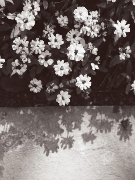 bílé květy a&nbsp;stíny květin