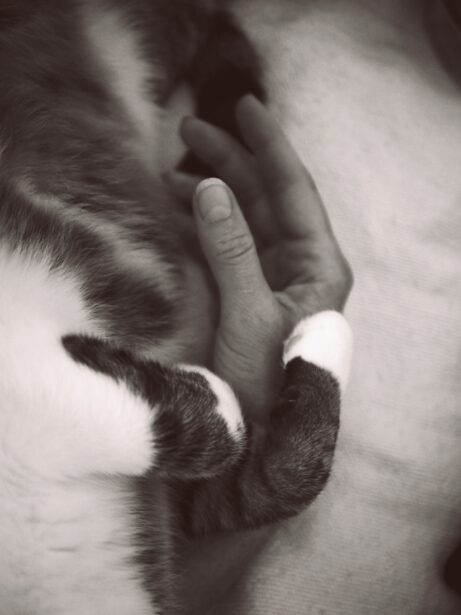 kočičí tlapky a&nbsp;lidská ruka detail