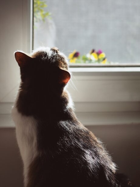 kocour dívající se z&nbsp;okna