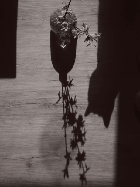 stíny zlatice ve&nbsp;váze a&nbsp;kocour