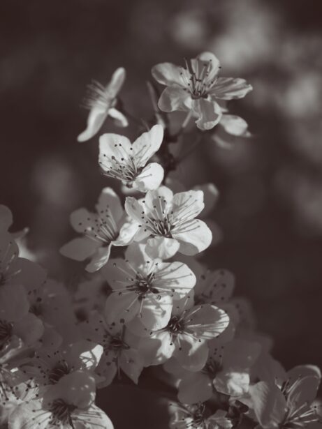 černobílá fotografie rozkvetlé jarní větvičky