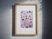 Sakury – jemná květinová fotografie v přirozeném světle v rámu
