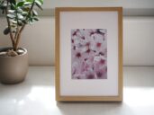 Sakury – jemná květinová fotografie v přirozeném světle v rámu