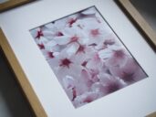 Sakury – jemná květinová fotografie v přirozeném světle v rámu