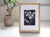 Věčné jaro – černobílá fotografie jarních květů v rámu s paspartou