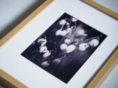 Věčné jaro – černobílá fotografie jarních květů v rámu s paspartou