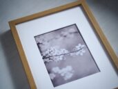 Detail obrazu. Jemná fotografie rozkvetlé jarní větvičky v měkkém světle, v rámu s paspartou.