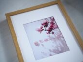 Obraz Dotek světla – autorská fotografie magnolií v rámu, detail