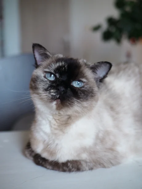 portrét ragdoll kočky