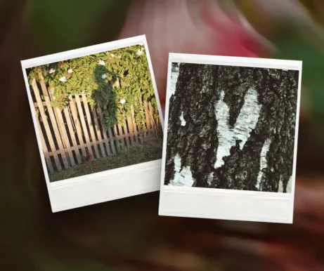 polaroidové fotky na blur pozadí